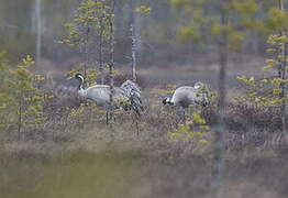 Common Crane