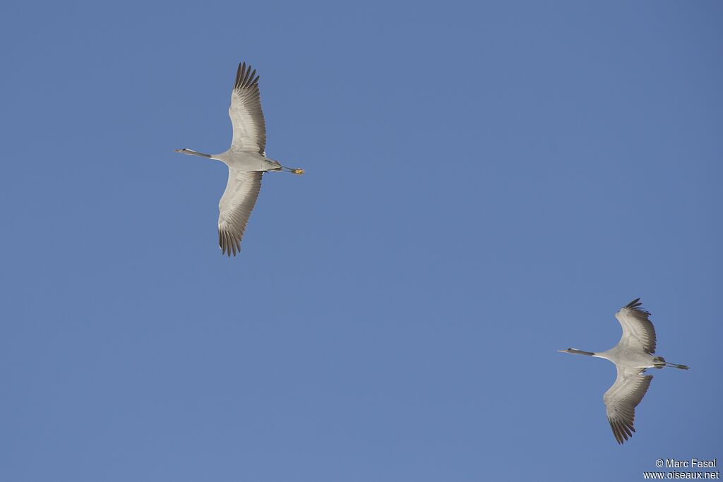 Common Craneadult post breeding, Flight