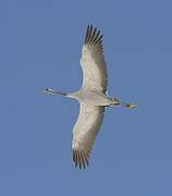 Common Crane