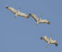 Common Crane