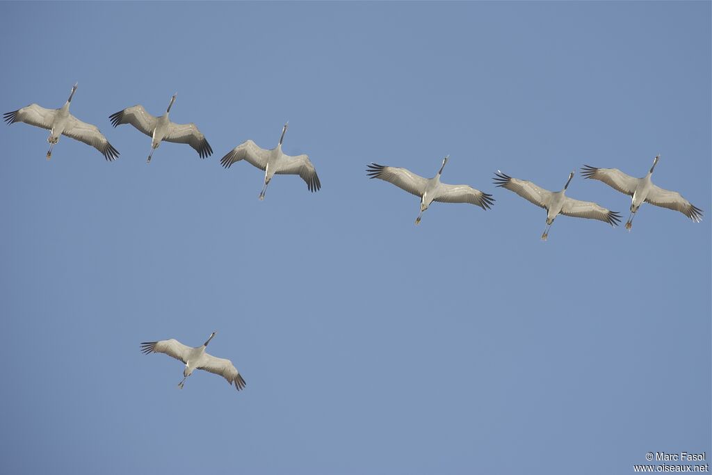 Common Crane, Flight