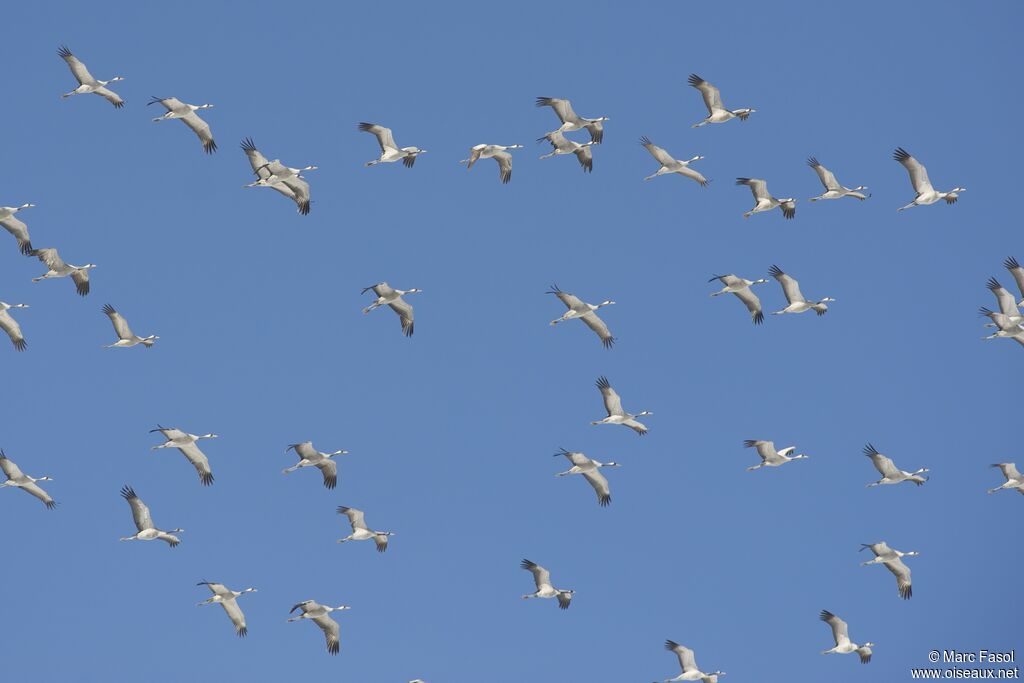 Common Crane, Flight