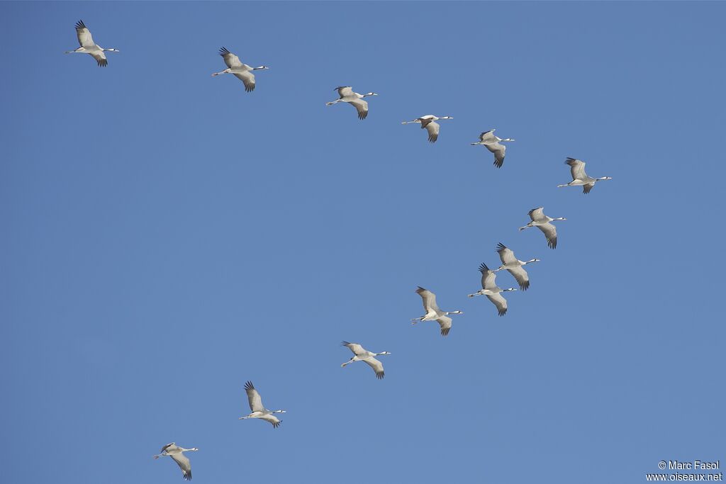 Common Crane, Flight