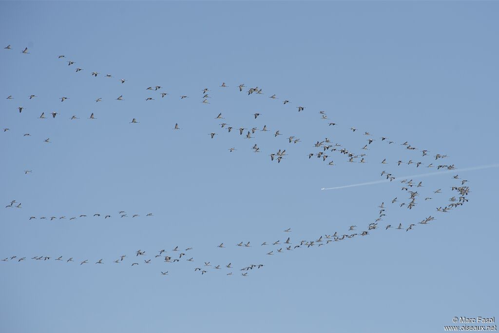 Grue cendrée