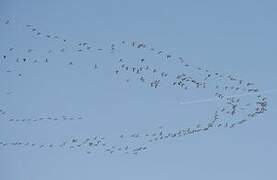 Common Crane