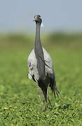 Demoiselle Crane