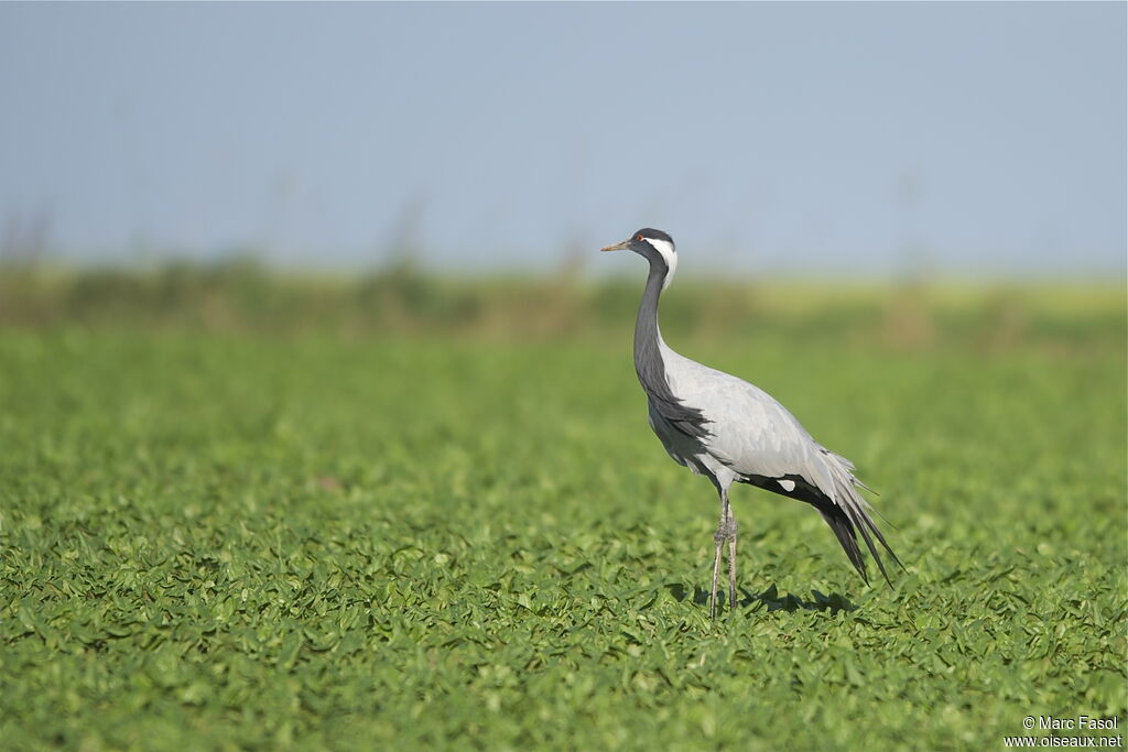 Grue demoiselleadulte, identification