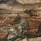 Guacharo des cavernes