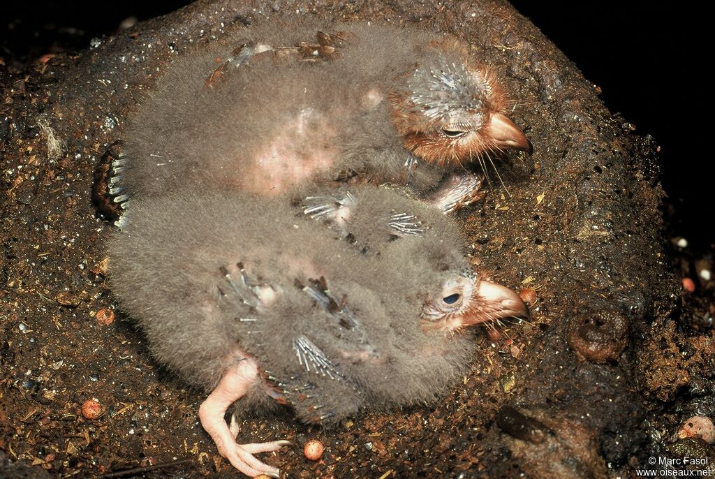 Oilbirdjuvenile, identification, Reproduction-nesting