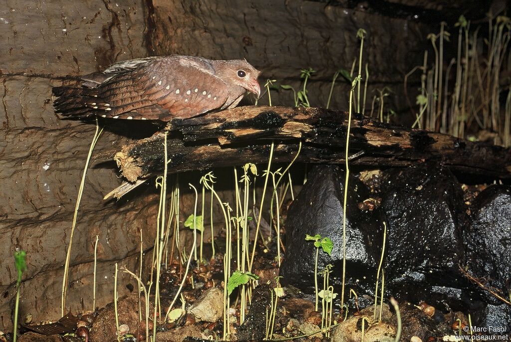 Guacharo des cavernesimmature, identification