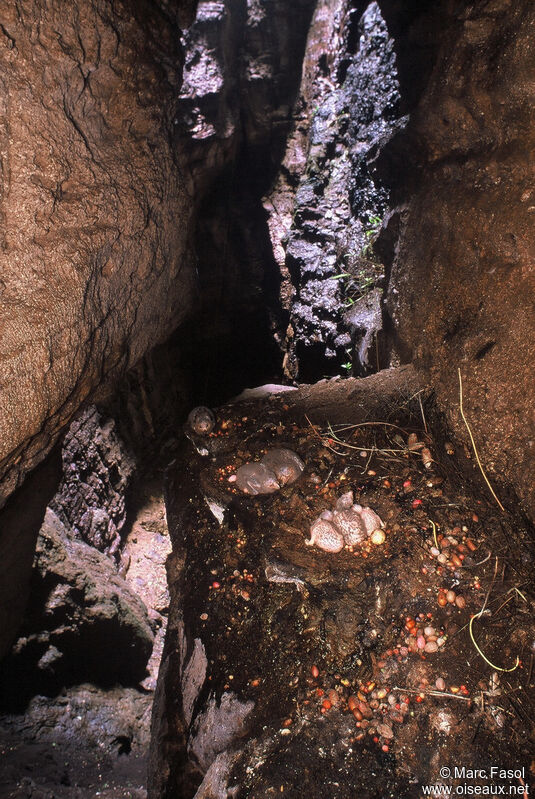 Guacharo des cavernesjuvénile, identification