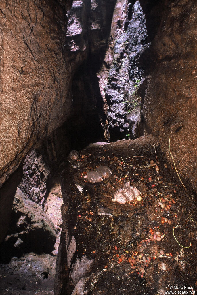 Guacharo des cavernesjuvénile, identification