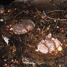 Guacharo des cavernes