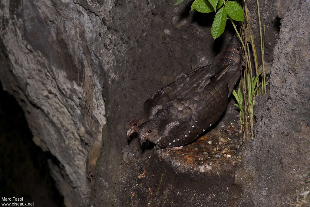 Guacharo des cavernesadulte, Nidification