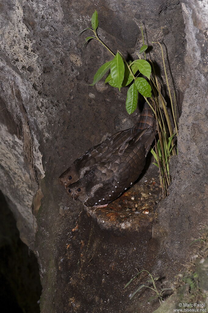 Oilbird, identification, Reproduction-nesting