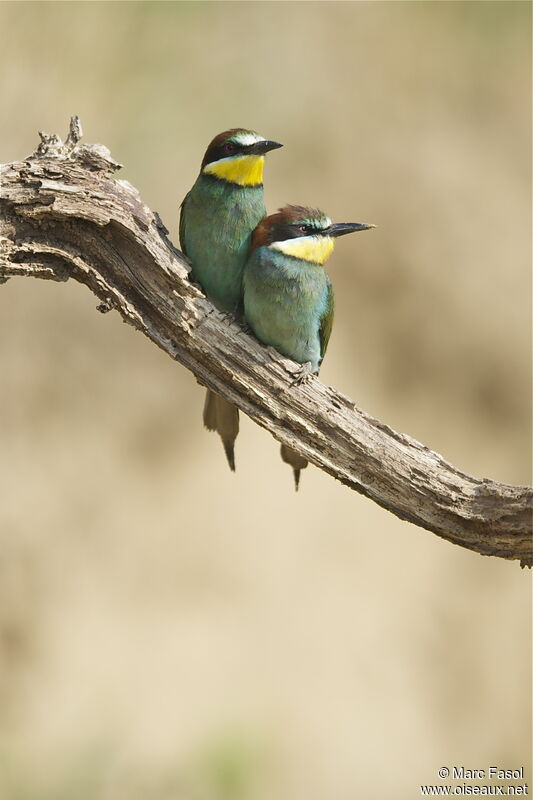 European Bee-eater adult breeding, identification
