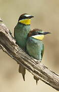 European Bee-eater