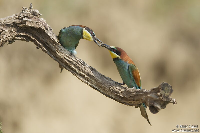 European Bee-eater adult breeding, identification, Behaviour