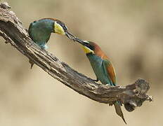 European Bee-eater