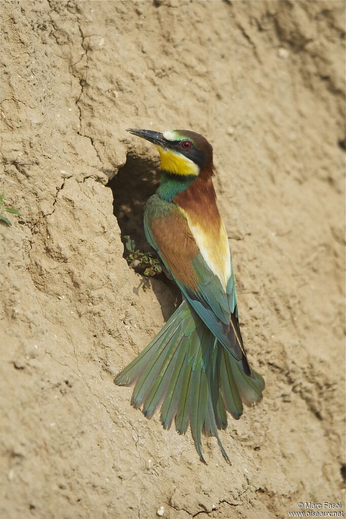 European Bee-eater