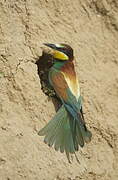 European Bee-eater