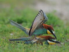 European Bee-eater