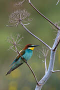 European Bee-eater