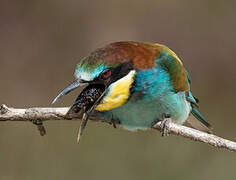 European Bee-eater