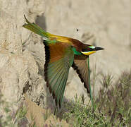 European Bee-eater