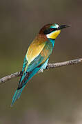 European Bee-eater