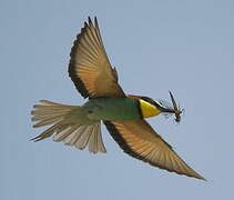 European Bee-eater