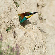 European Bee-eater