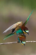 European Bee-eater