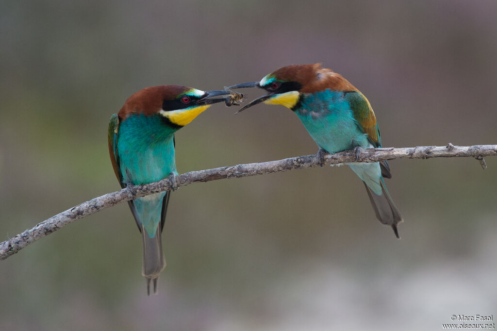 European Bee-eateradult breeding, courting display