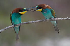 European Bee-eater