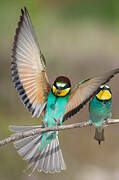 European Bee-eater