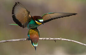 European Bee-eater