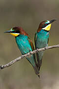 European Bee-eater