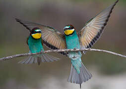 European Bee-eater