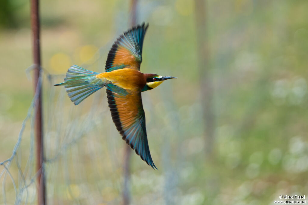 European Bee-eateradult, Flight