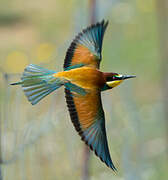 European Bee-eater