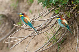 European Bee-eater