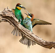 European Bee-eater