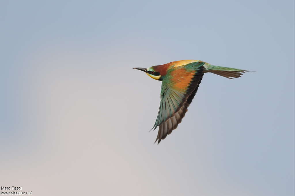 European Bee-eater male adult breeding, Flight