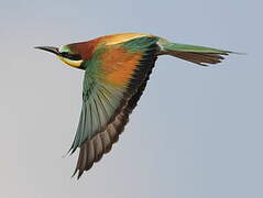 European Bee-eater