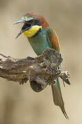 European Bee-eater