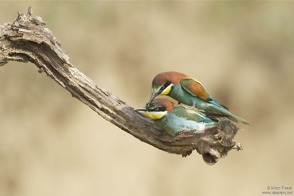 European Bee-eater adult breeding, identification, Behaviour