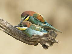 European Bee-eater