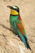 European Bee-eater