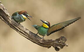 European Bee-eater